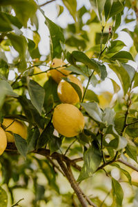 Low angle view of fruits on tree