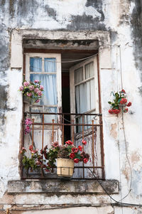 Potted plant against building