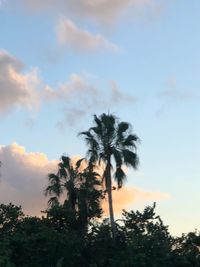 Low angle view of silhouette trees against sky