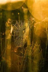 Close-up of spider web