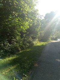 sunlight