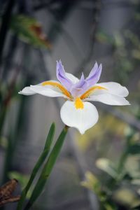 Close-up of white flower