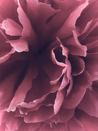 Full frame shot of rose flower