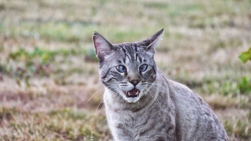 Portrait cross-eyed cat meowed