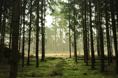 Trees in forest