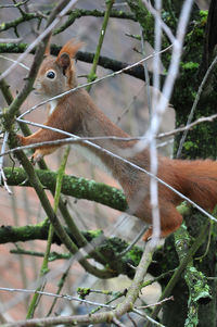 Close-up of squirrel on tree