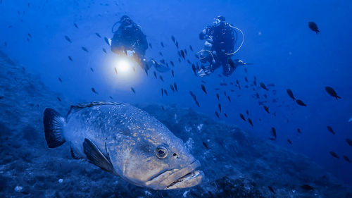 Grouper and divers - mediterrenean sea 