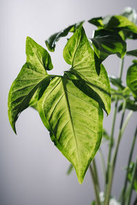 The leaf of the house plant is close.