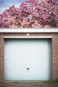 A vibrant pink-blossomed tree over a light blue garage door in springtime
