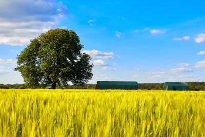 Scenic view of field against sky