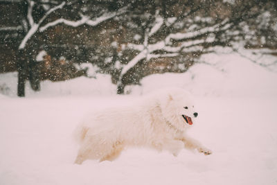 Dog running on snow covered land