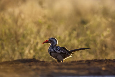 Close-up of bird