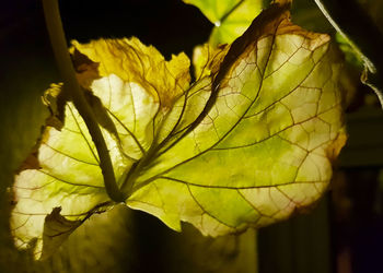 Close-up of yellow leaves