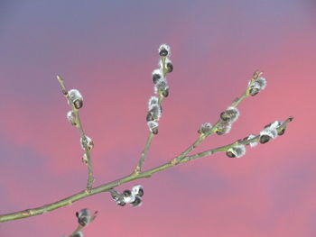 Close-up of water drops on plant