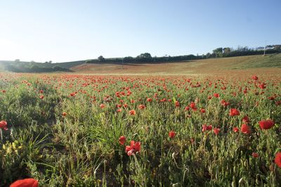 Poppy flowers in field