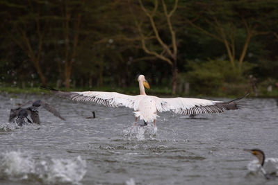 Swans swimming in lake