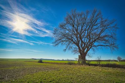 Bare tree on field against blue sky
