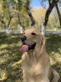 Dog looking away on field