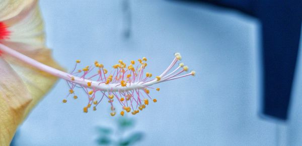 Close-up of white flowering plant