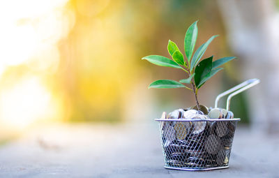 Close-up of potted plant on table