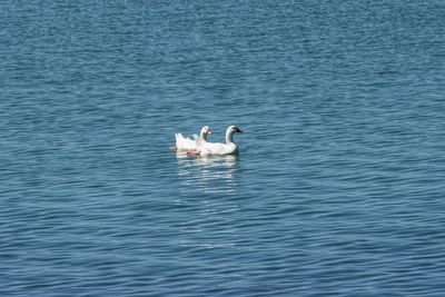 Swans swimming in lake