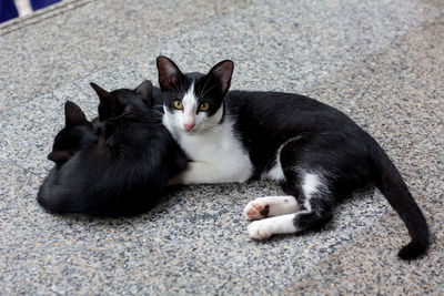 Portrait of cat resting on floor