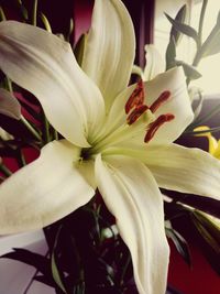 Close-up of white flowers