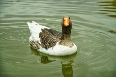 High angle view of duck swimming in lake