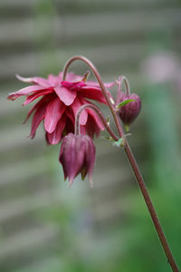 Close-up of pink flowering plant