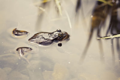 Close-up of frog swimming in lake