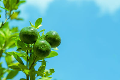 Low angle view of fruits on tree against blue sky