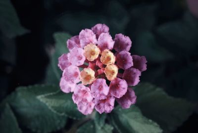 Close-up of pink flowers blooming at night