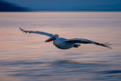 Pelican flying against sky