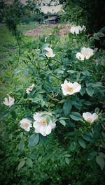 Close-up of white flowers blooming outdoors