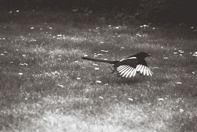 Bird flying over field