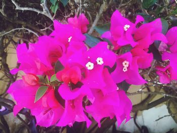 Close-up of pink bougainvillea blooming outdoors