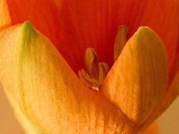 Close-up of orange