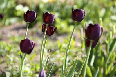 Purple tulip blooming on sunny day