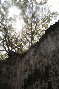 Low angle view of trees against sky