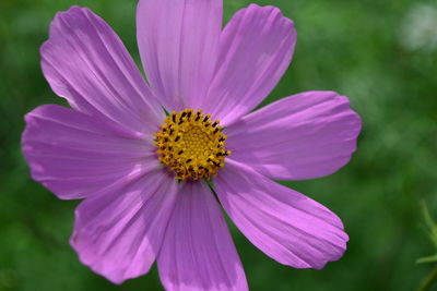 Close-up of purple cosmos blooming outdoors