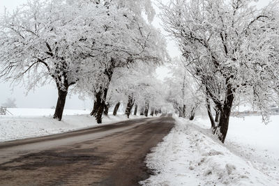 Snow covered road amidst trees