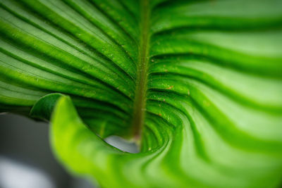 Close-up of green leaves