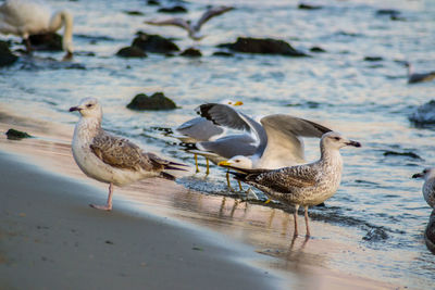 Flock of seagulls on beach