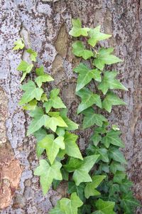 Close-up of ivy growing on tree trunk