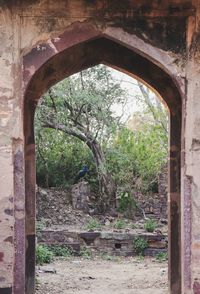 Trees growing in old abandoned building