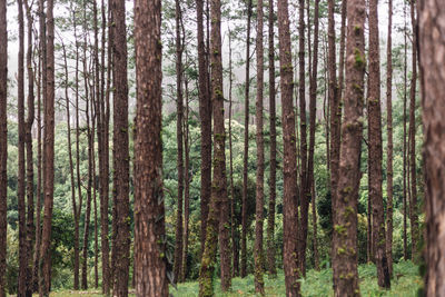 Pine trees in forest