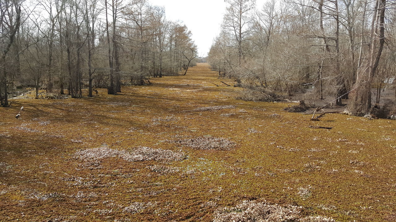 Wallace lake dam