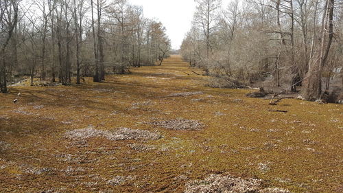 Footpath amidst bare trees