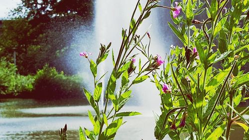 Full frame shot of pink flowers