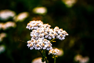 Close-up of white flowering plant